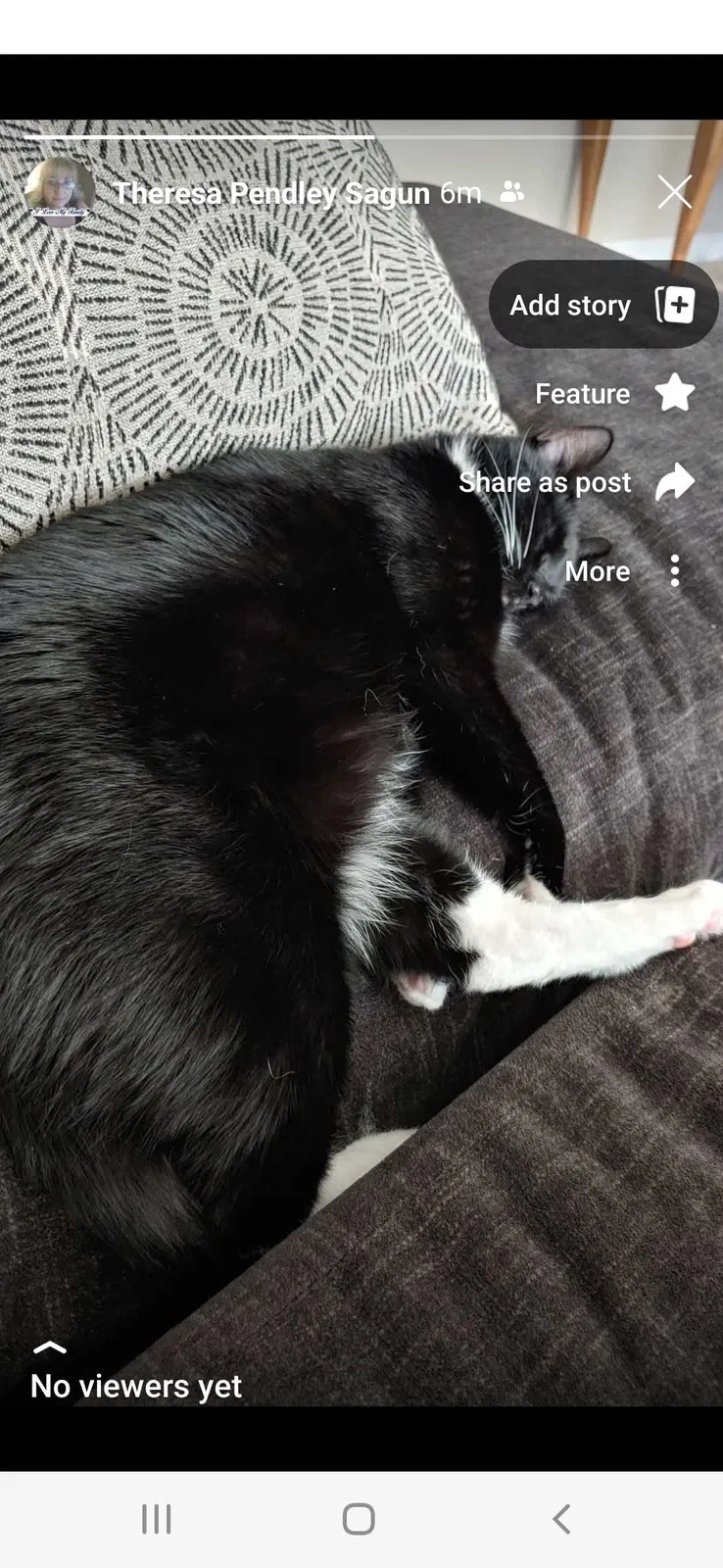 Lost cat in Tomball, TX, 77375