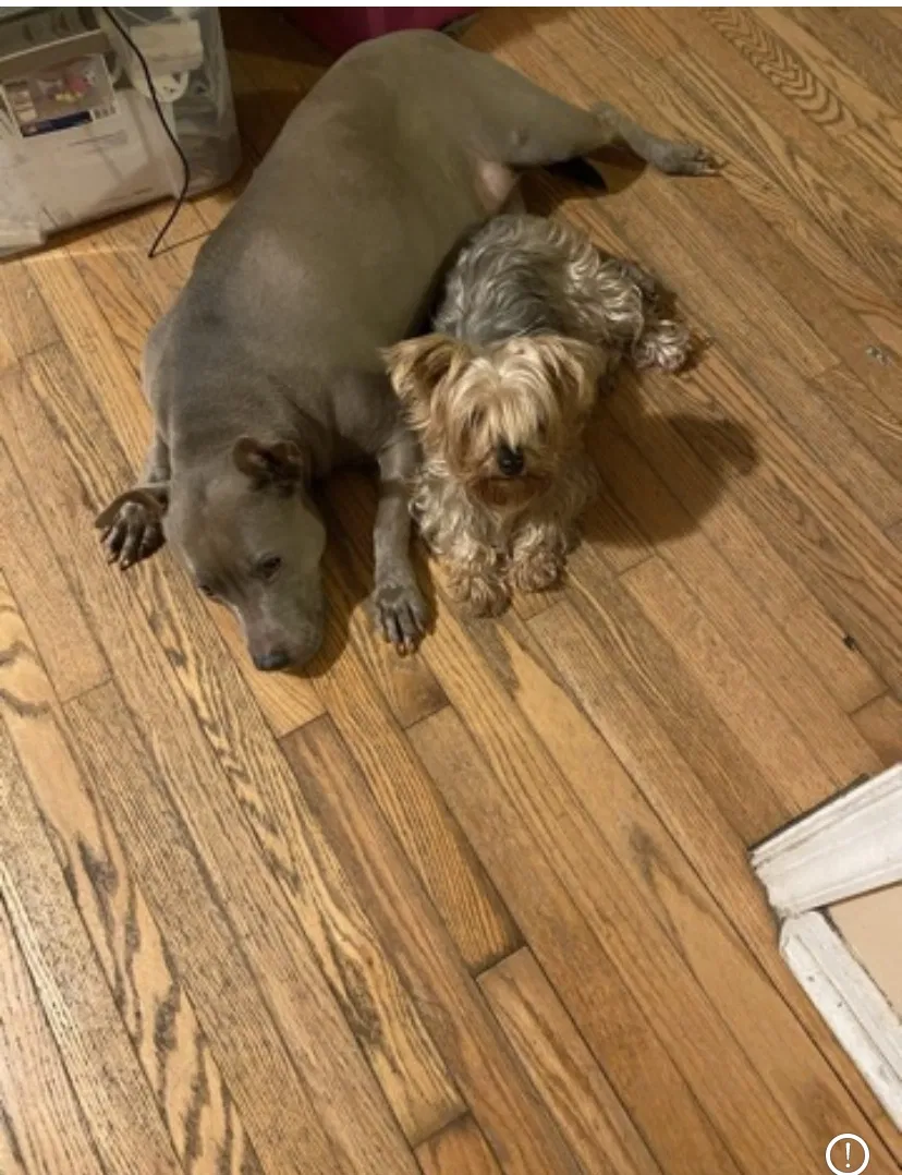 Lost dog in Baltimore, MD, 21212