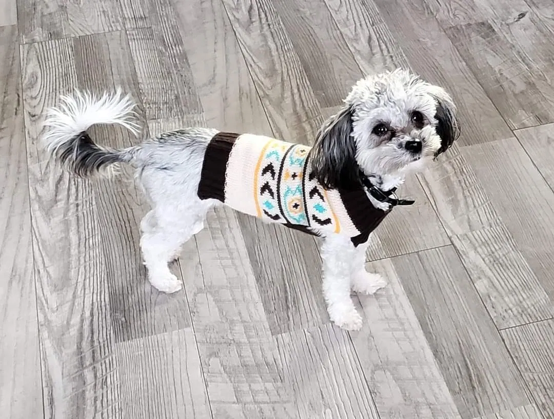 Lost dog in Chicago, IL, 60641