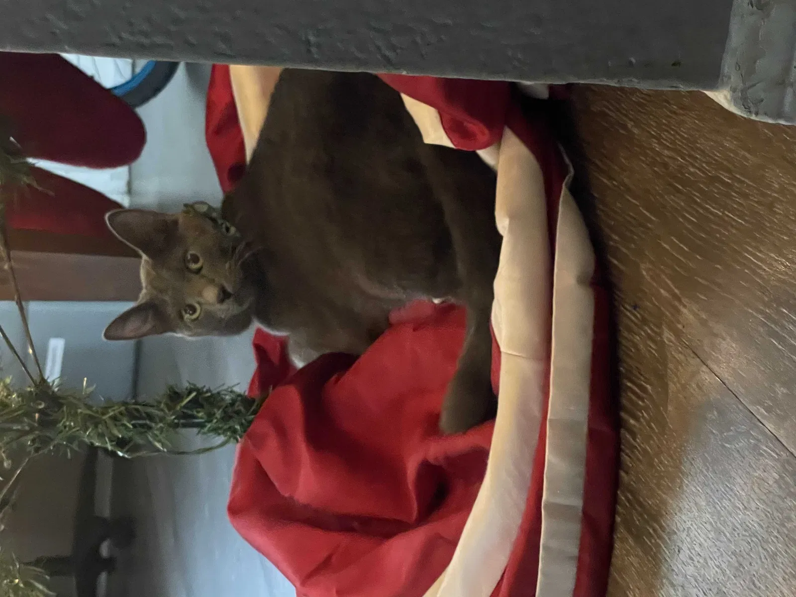 Lost cat in Cordova, TN, 38016