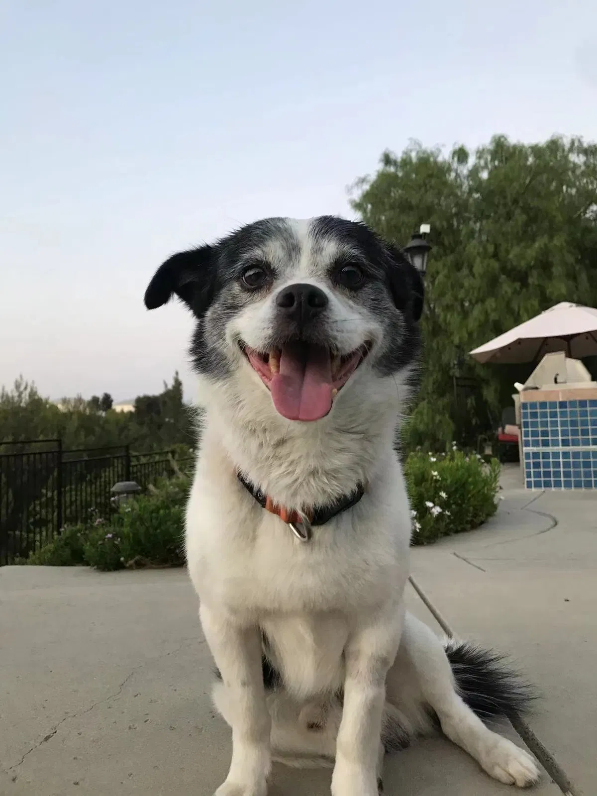 Lost dog in Diamond Bar, CA, 91765