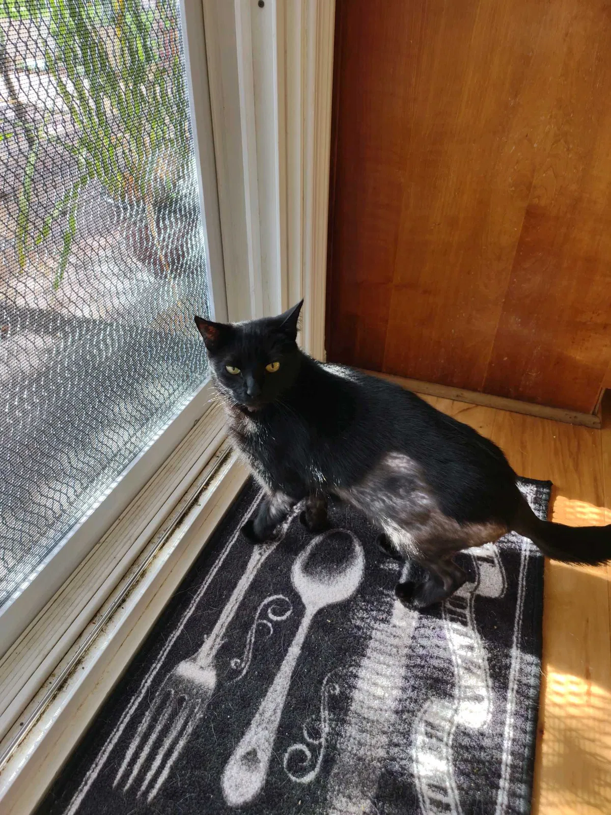 Lost cat in San Bernardino, CA, 92404