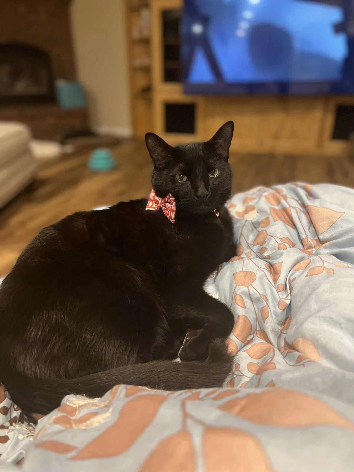 Lost cat in Colbert, WA, 99005