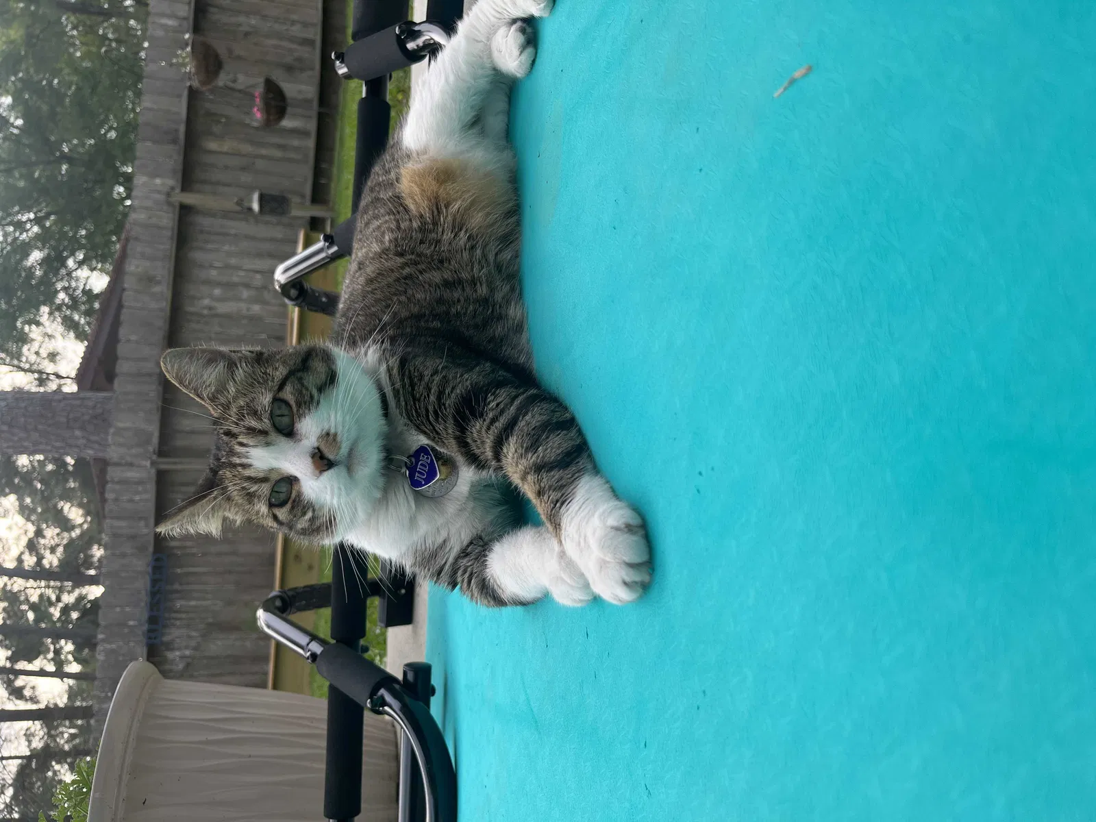 Lost cat in Kingwood, TX, 77339