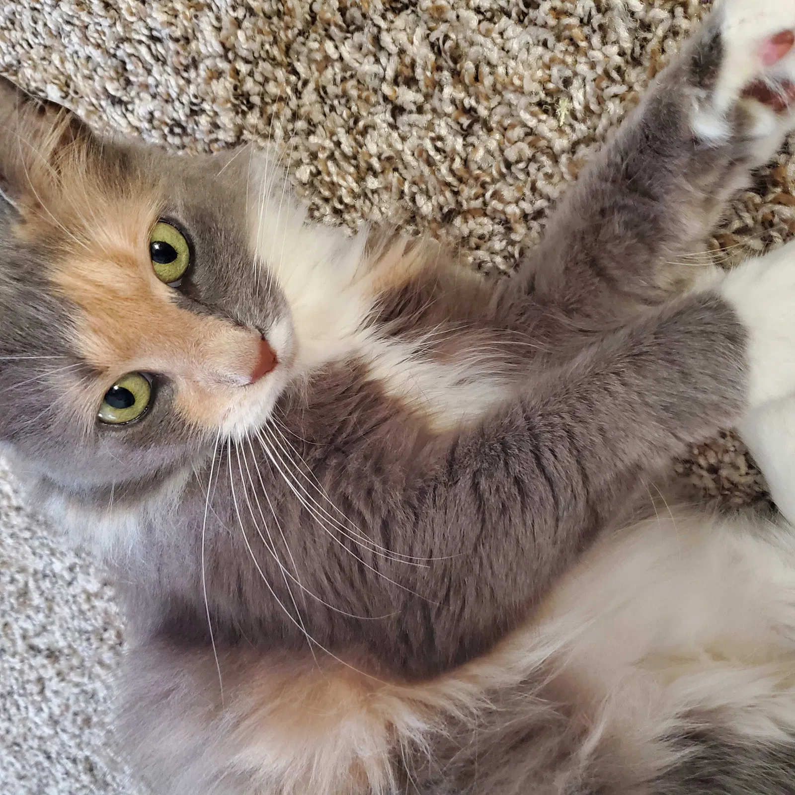 Lost cat in Houston, TX, 77077