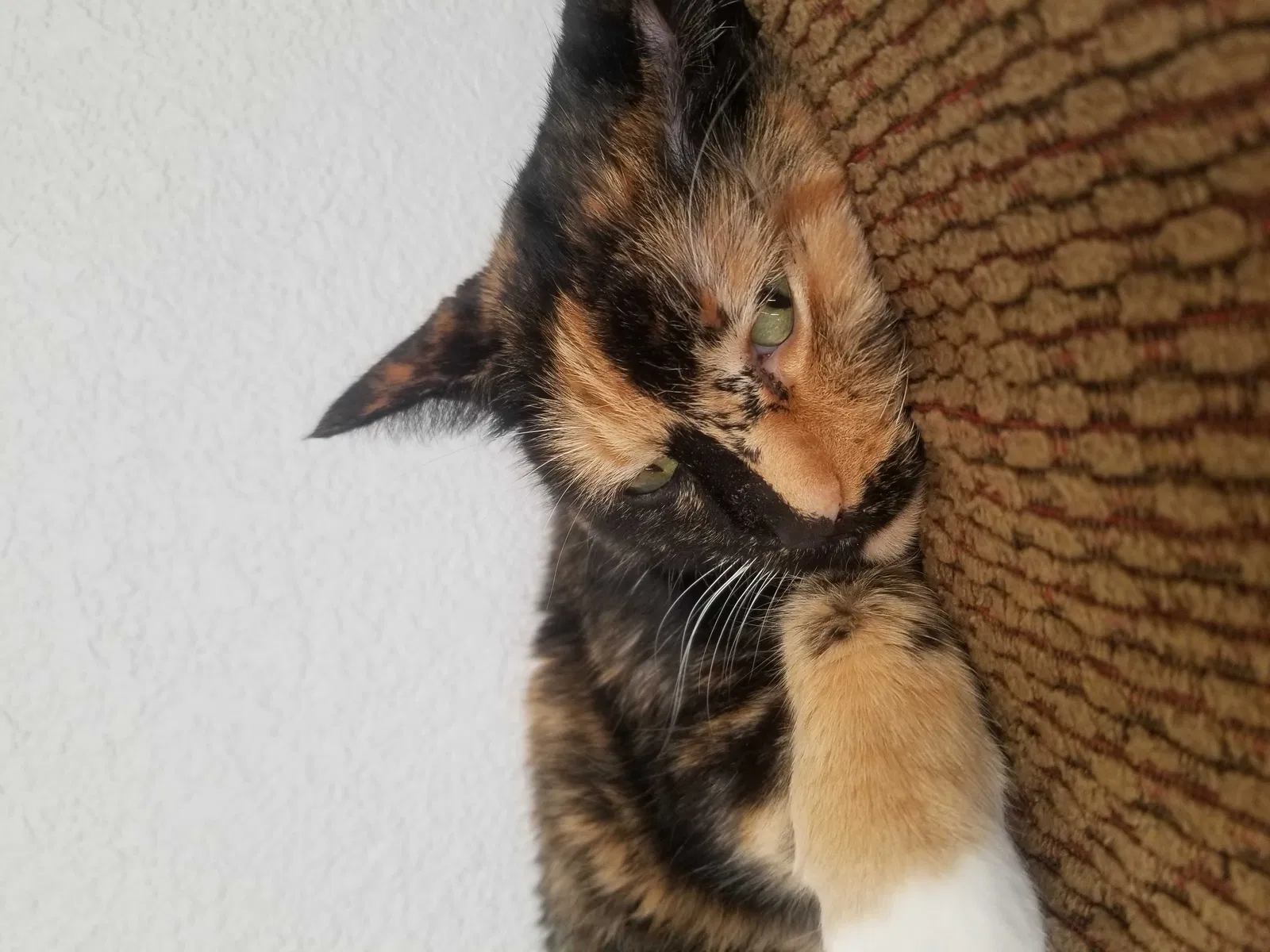 Lost cat in Broomfield, CO, 80020