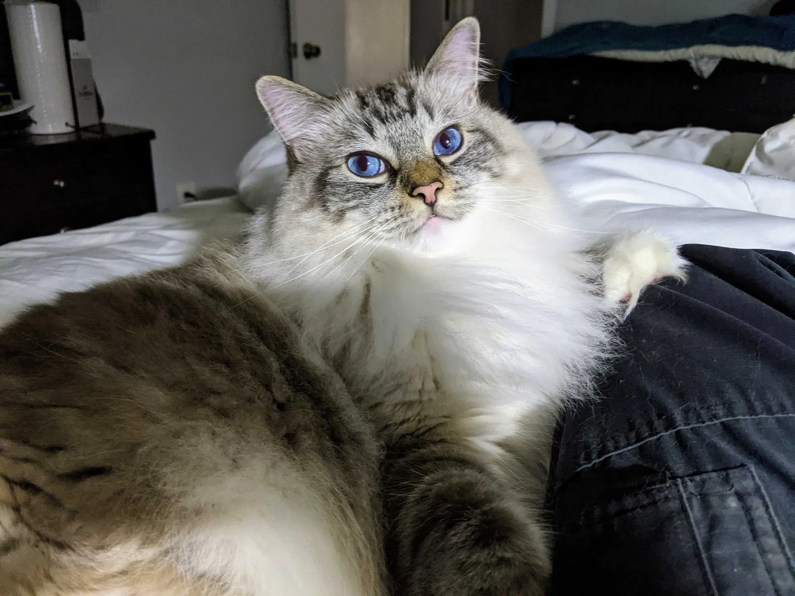 Lost cat in Charlotte, NC, 28227