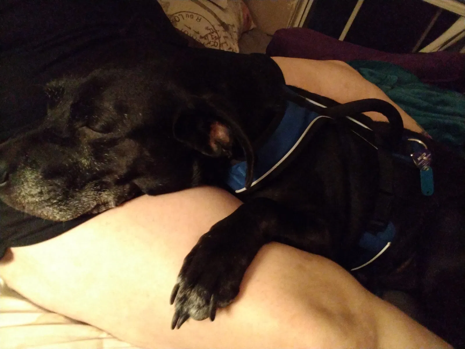 Lost dog in Lockbourne, OH, 43137