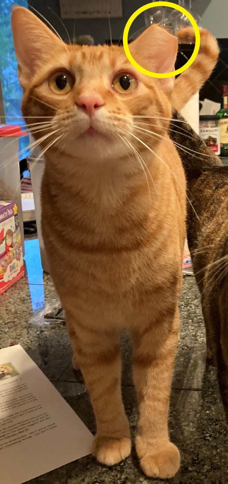 Lost cat in Spring, TX, 77381