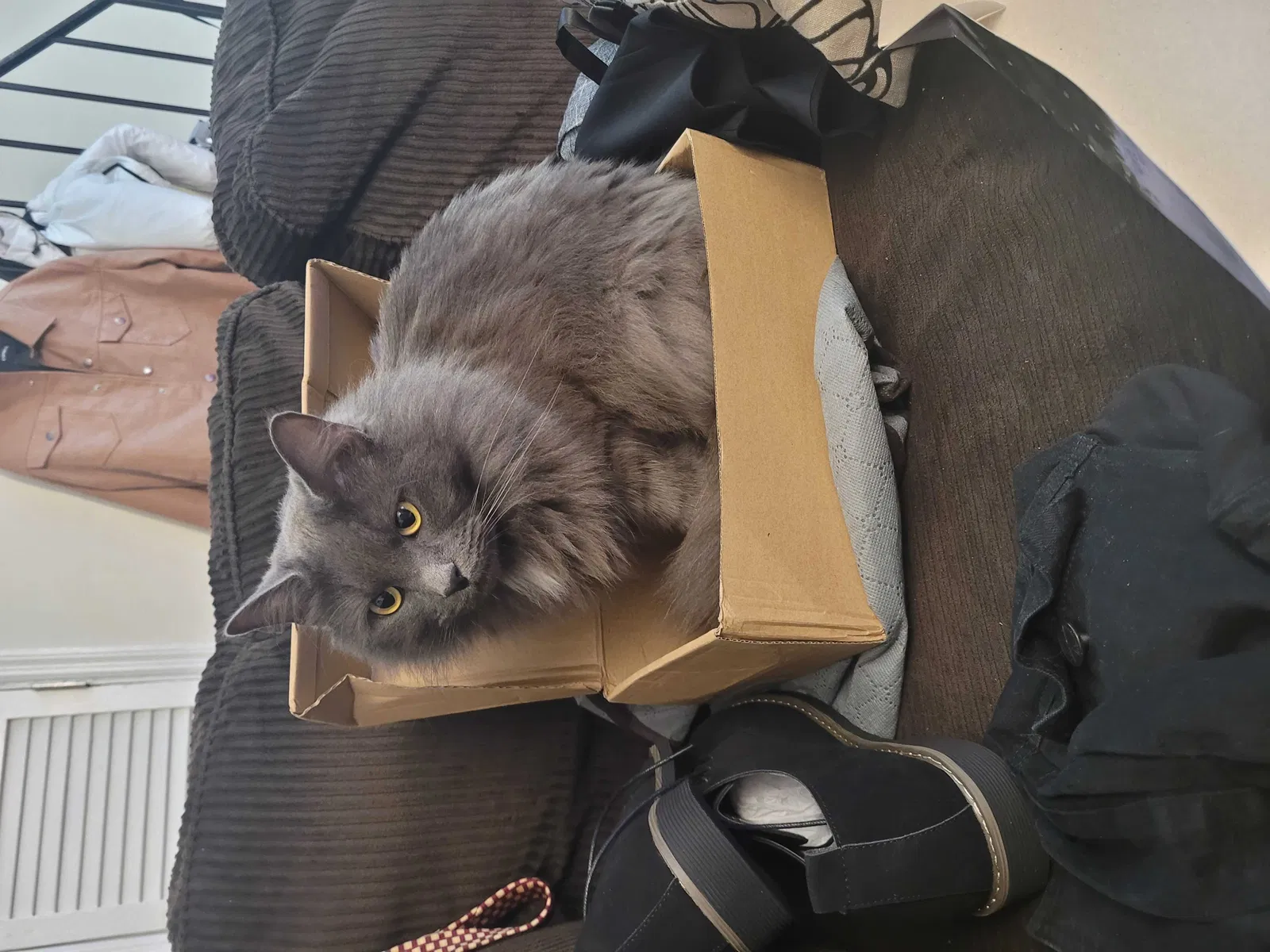 Lost cat in Augusta, GA, 30904