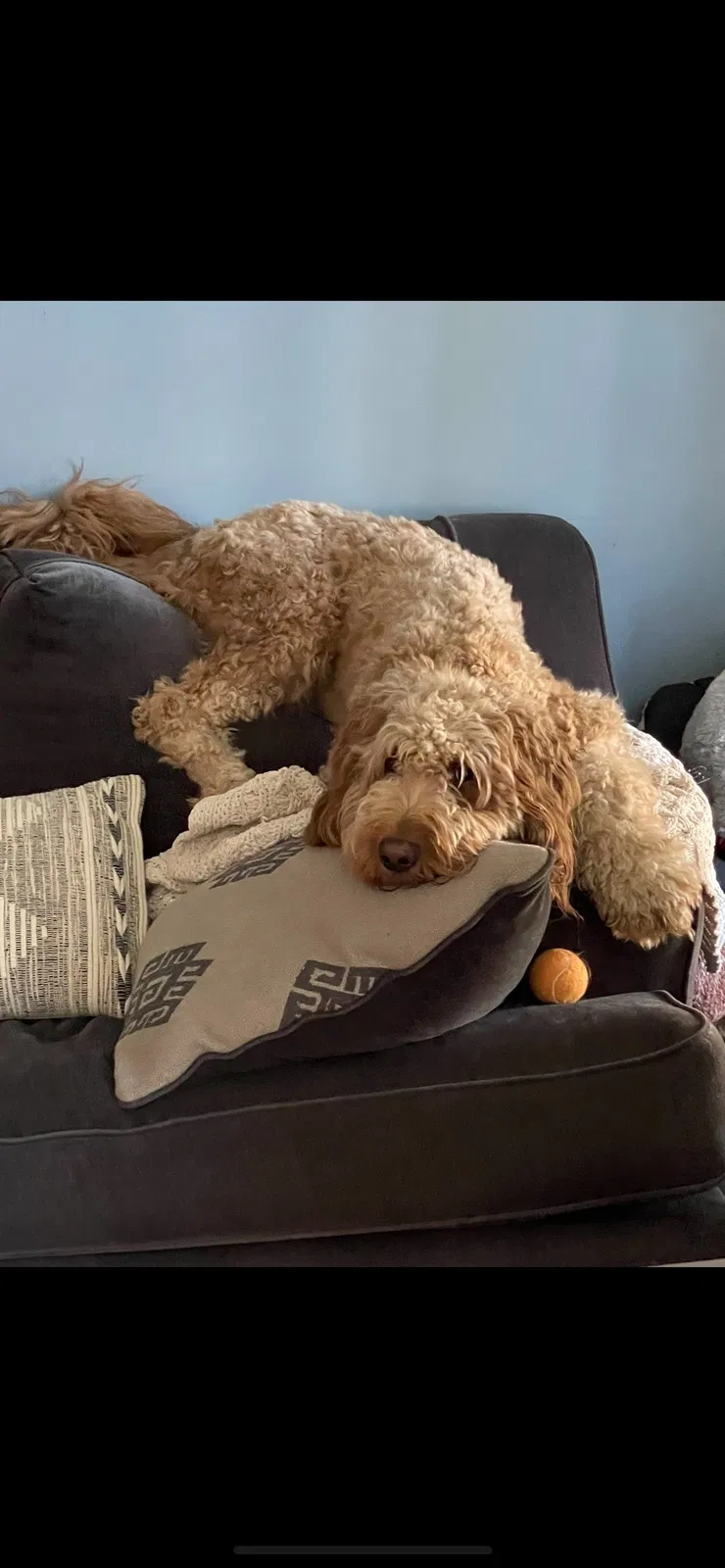 Lost dog in Lexington Park, MD, 20653