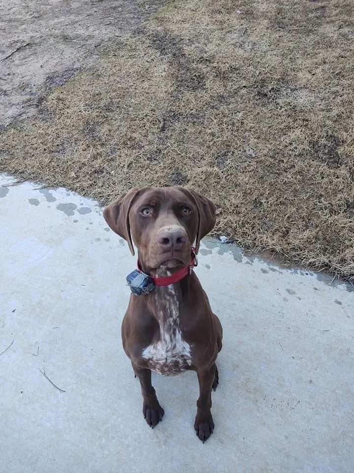 Lost dog in Loganville, GA, 30052