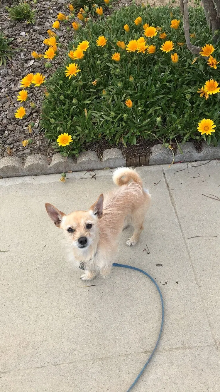 Lost dog in Fresno, CA, 93727