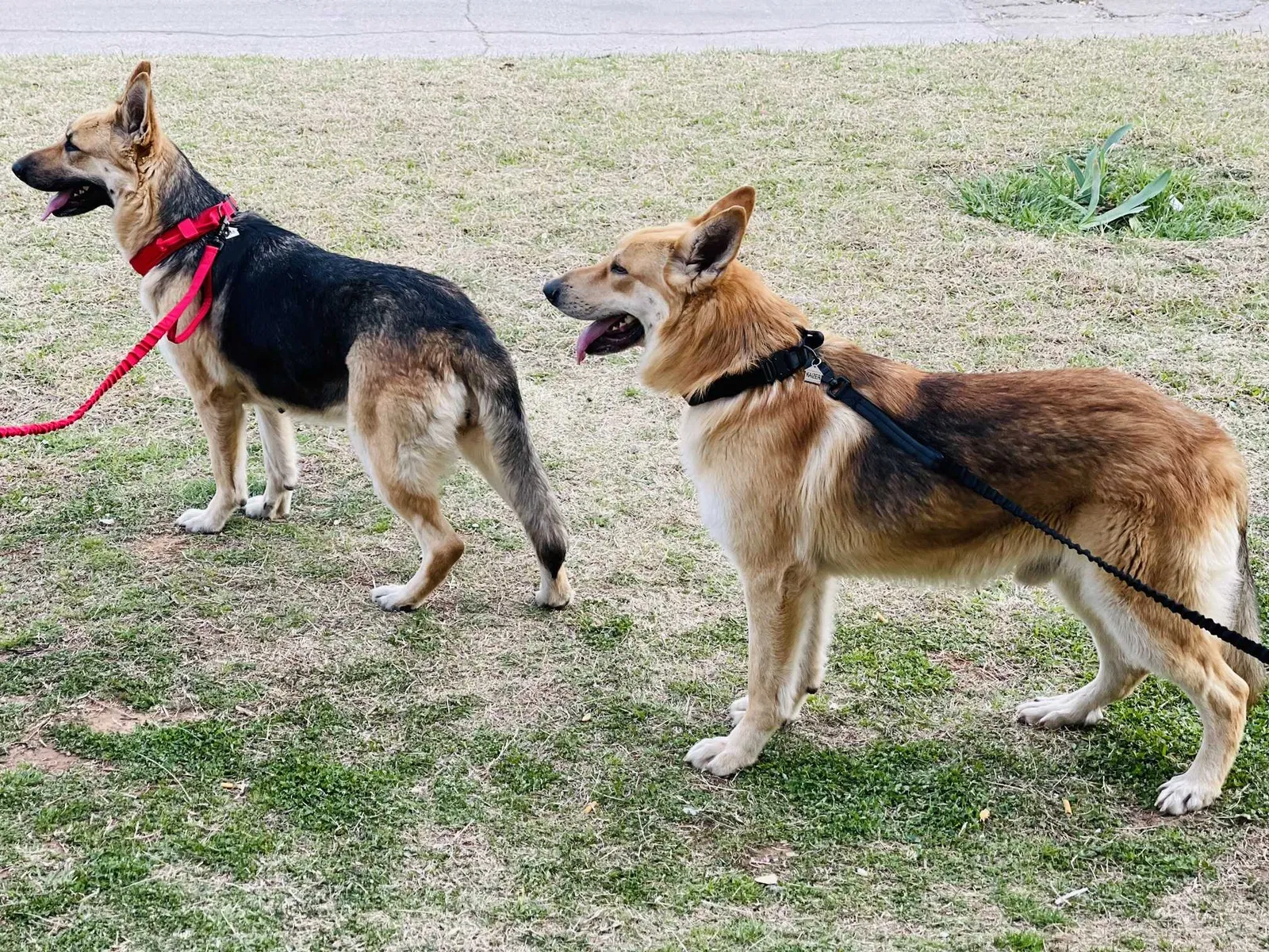 Lost dog in Oklahoma City, OK, 73109