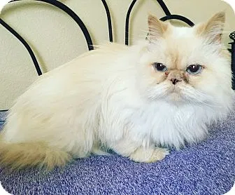 Lost cat in Lewisville, TX, 75067