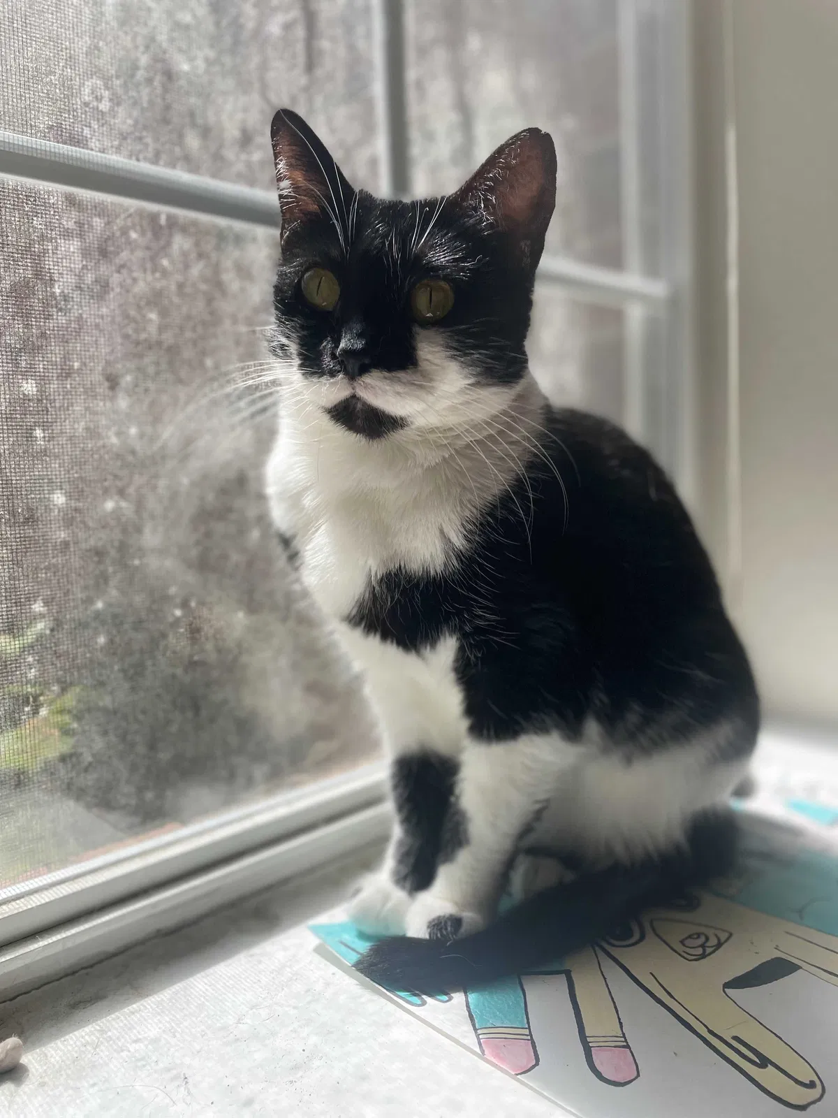 Lost cat in Spring, TX, 77382
