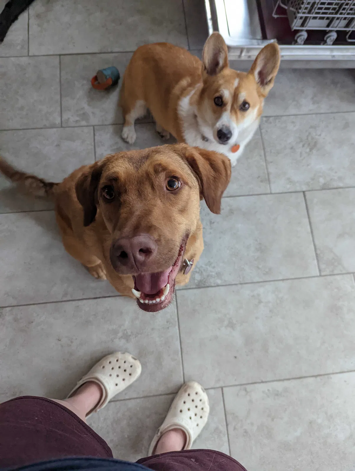 Lost dog in Gilbert, SC, 29054