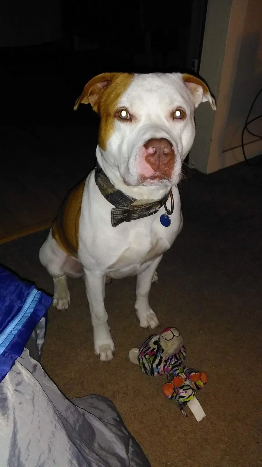 Lost dog in Canton, IL, 61520