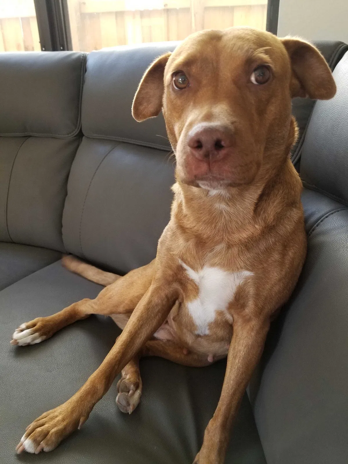 Lost dog in Homestead, FL, 33033