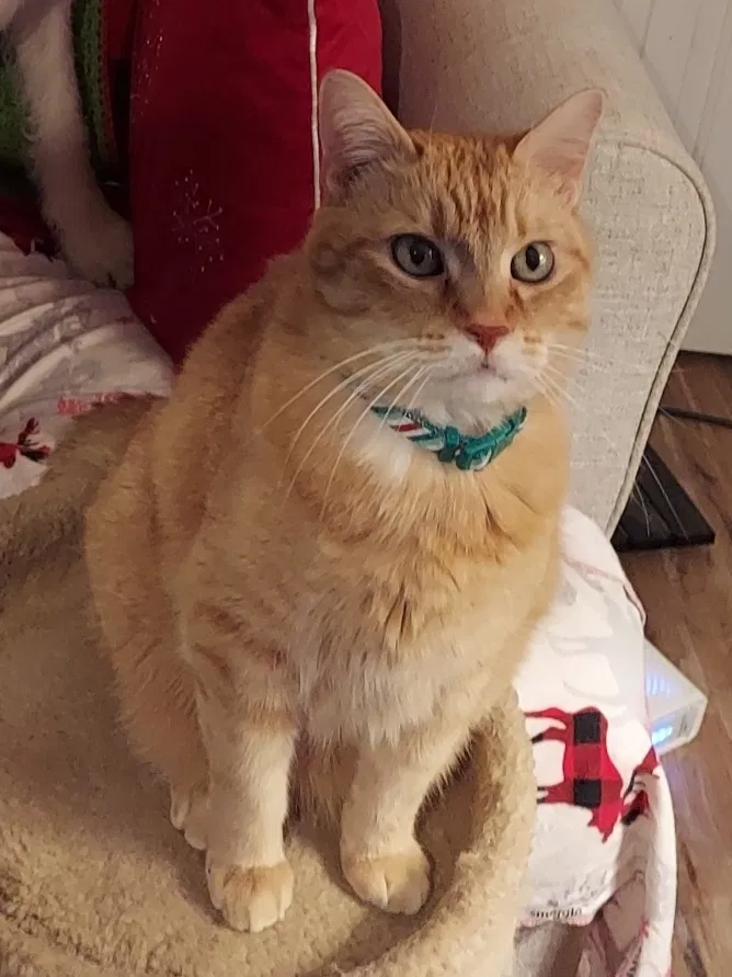 Lost cat in Norfolk, VA, 23513