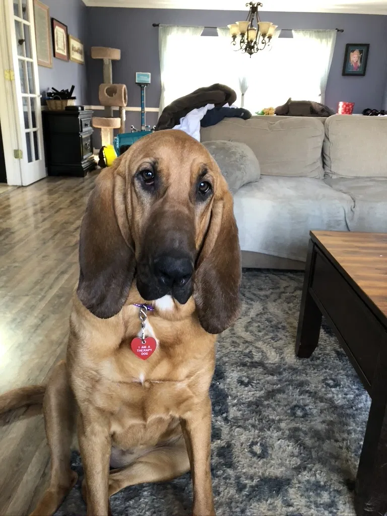 Lost dog in Cottontown, TN, 37048