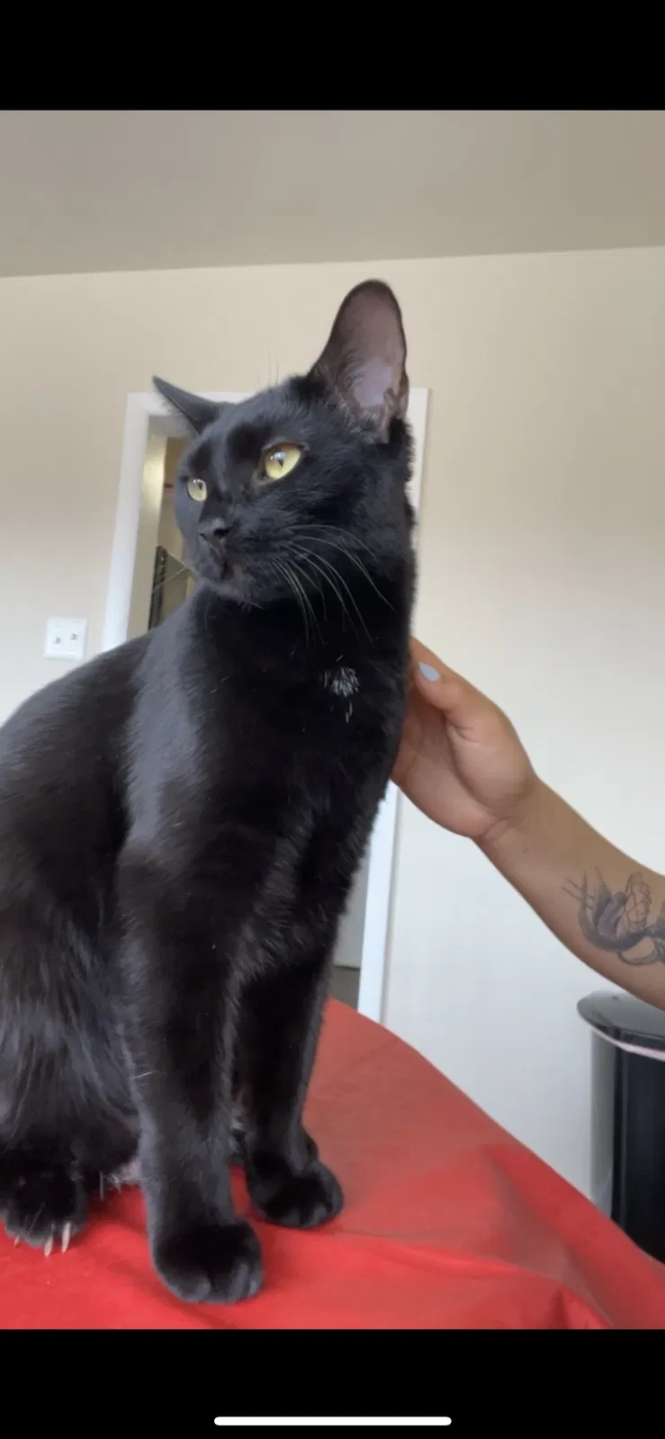 Lost cat in Arlington, VA, 22204