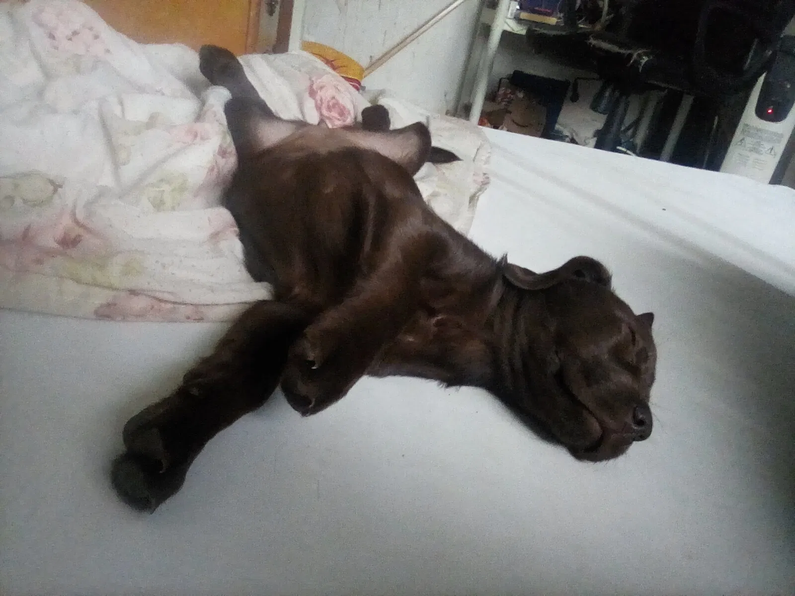 Lost dog in Owenton, KY, 40359