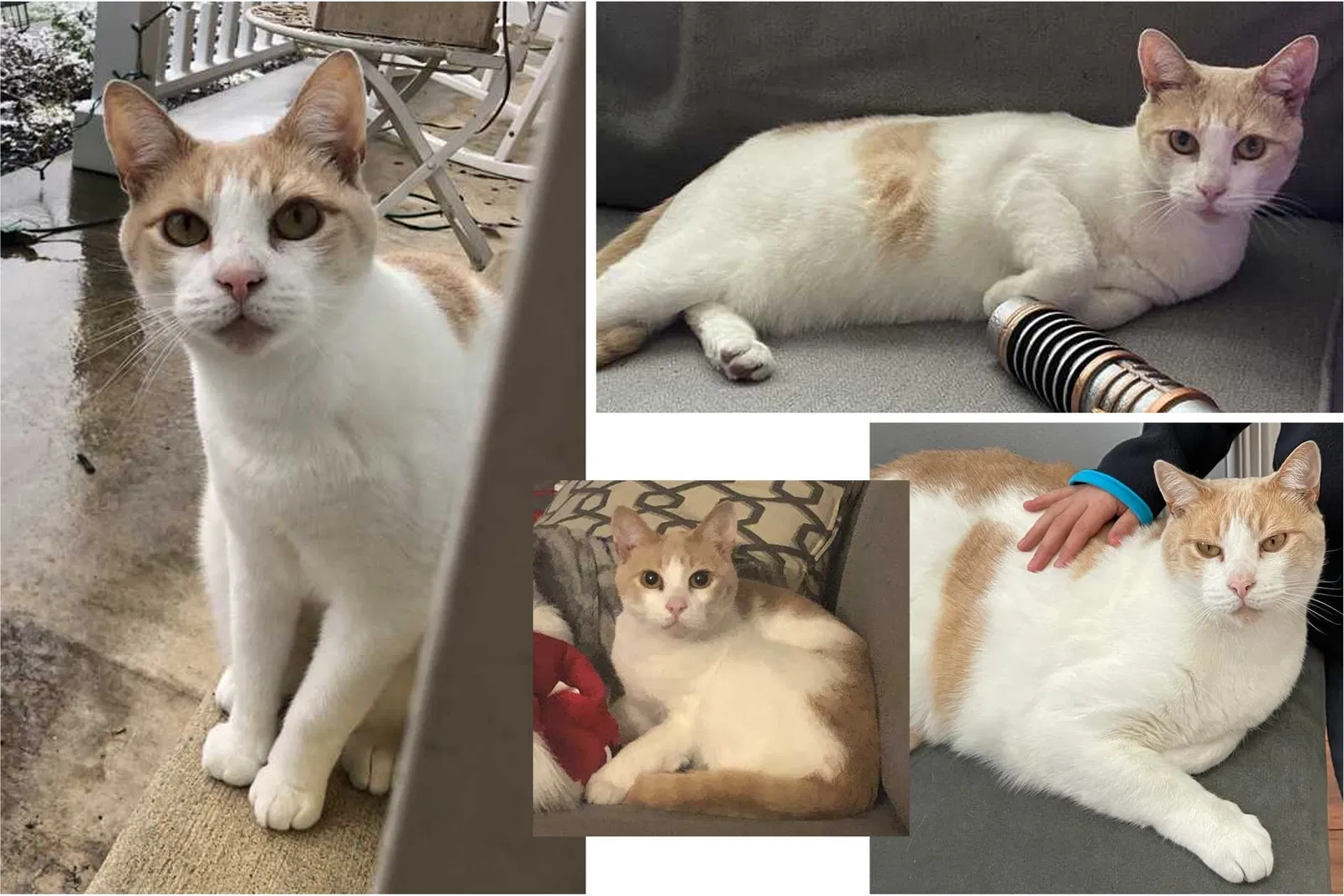 Lost cat in North Wales, PA, 19454