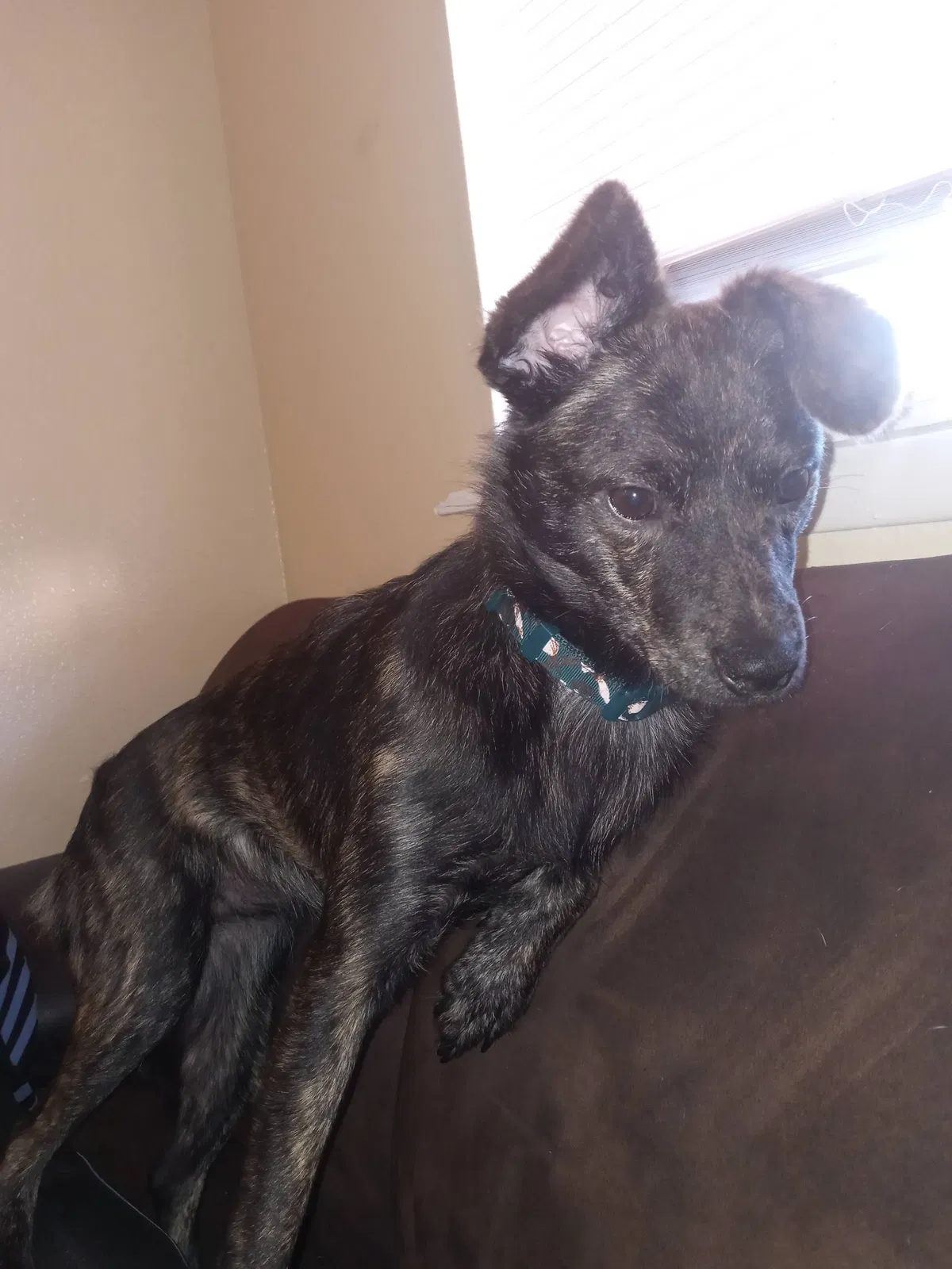 Lost dog in El Paso, TX, 79904