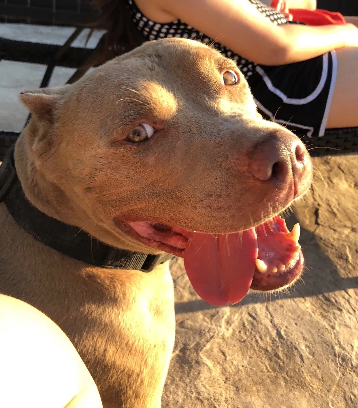 Lost dog in Crowley, TX, 76036