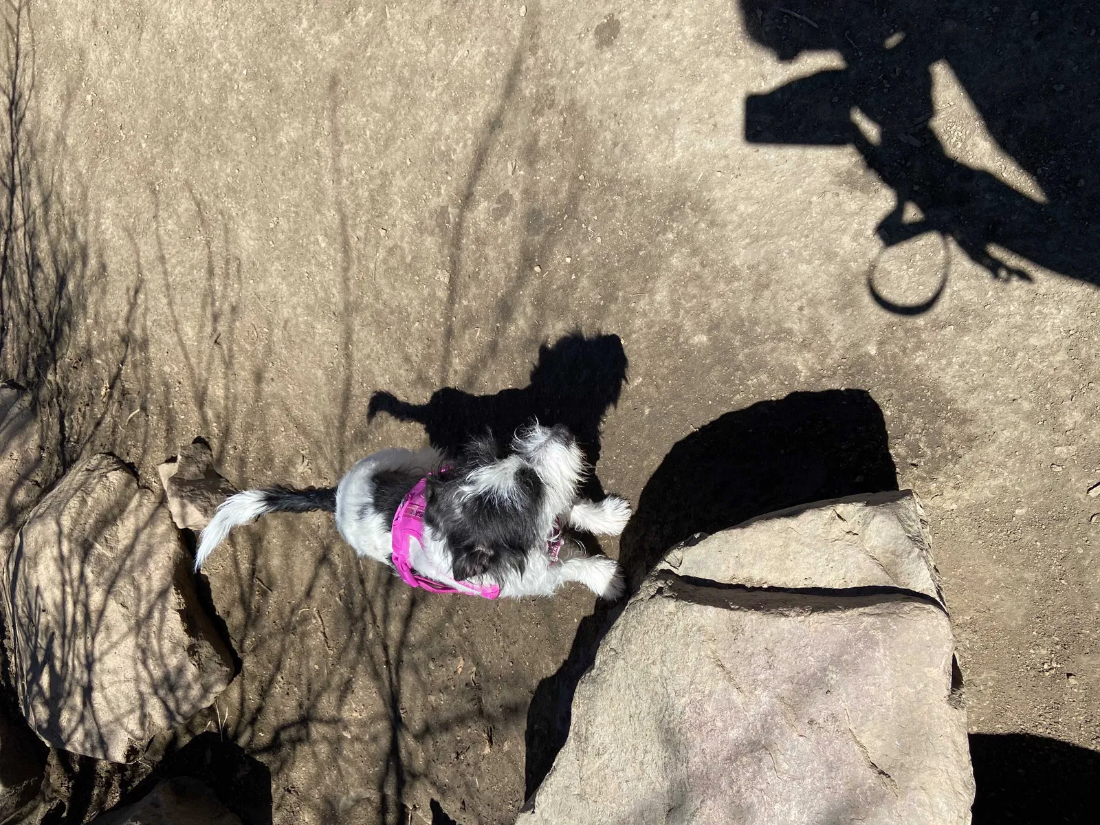 Lost dog in Colorado Springs, CO, 80921