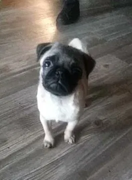 Lost dog in Phoenix, AZ, 85035