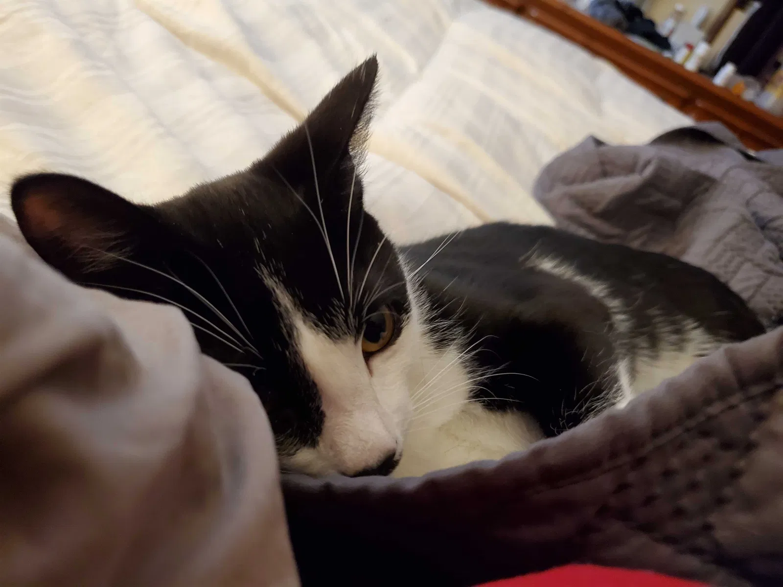 Lost cat in Forest Lake, MN, 55025