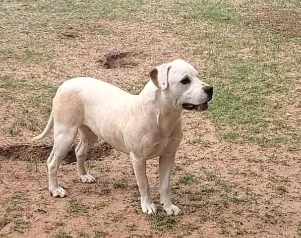 Found dog in Oklahoma City, OK, 73130