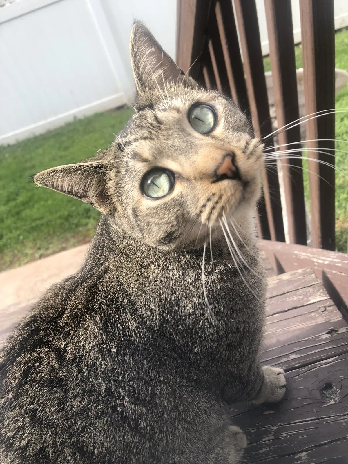 Lost cat in Iselin, NJ, 8830