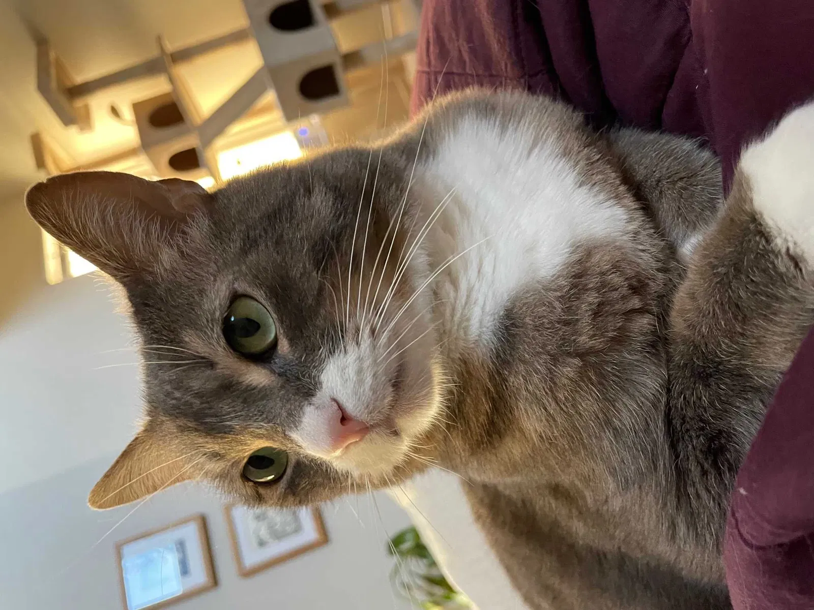 Lost cat in Sacramento, CA, 95821