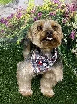 Lost dog in El Paso, TX, 79928
