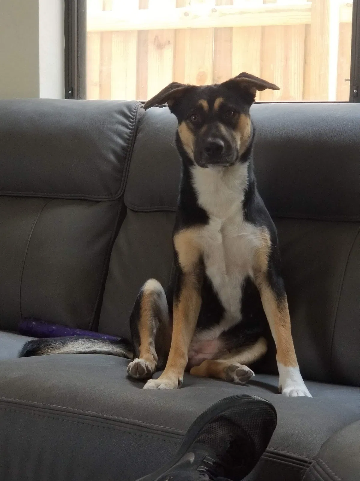 Lost dog in Homestead, FL, 33033