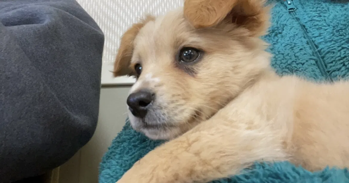 Lost dog in Hot Springs National Park, AR, 71901