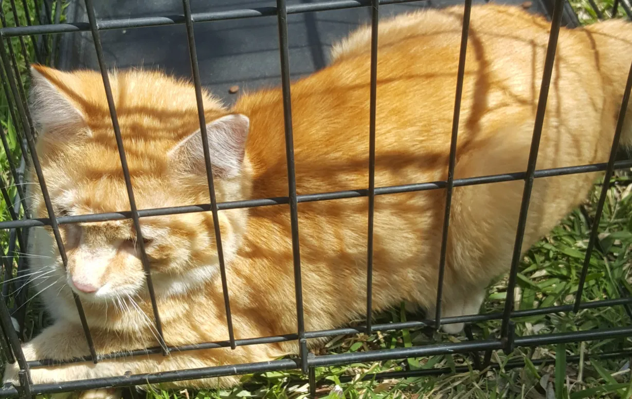 Found cat in Fort Worth, TX, 76118