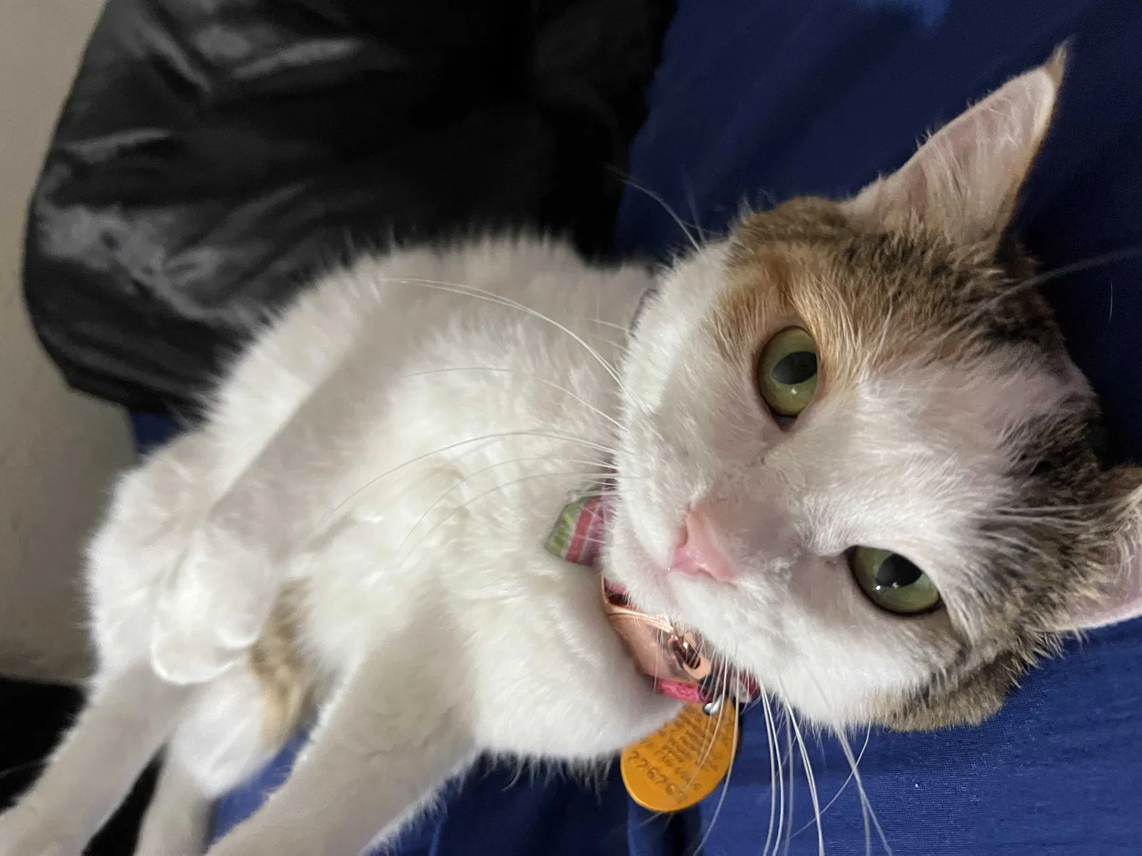 Lost cat in Henderson, NV, 89015