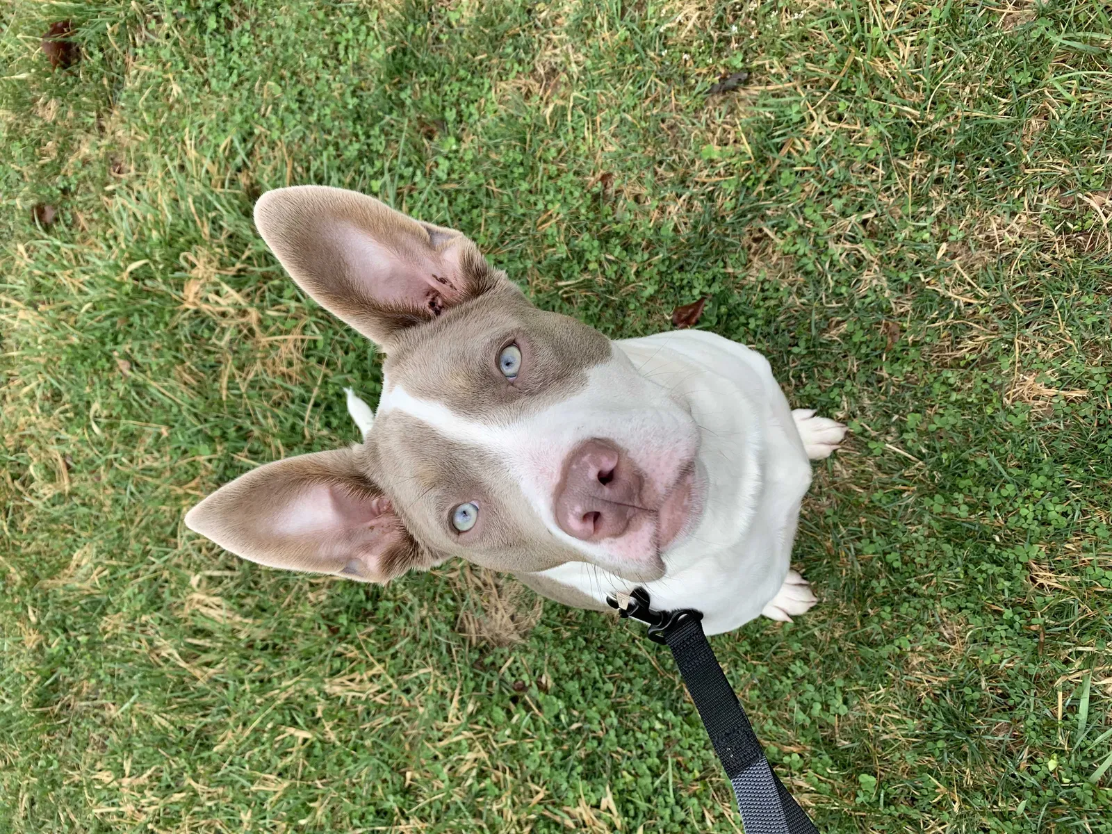 Lost dog in Monrovia, IN, 46157