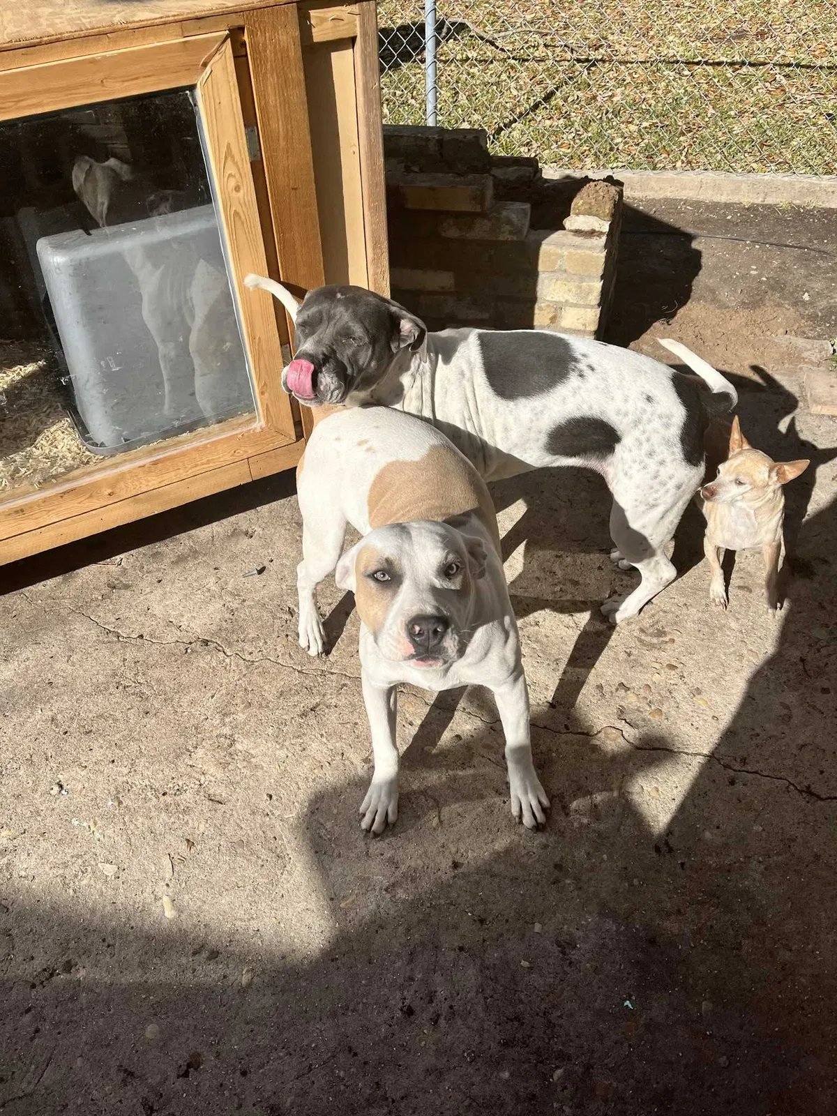 Lost dog in San Antonio, TX, 78220