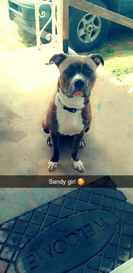 Lost dog in Fort Worth, TX, 76135