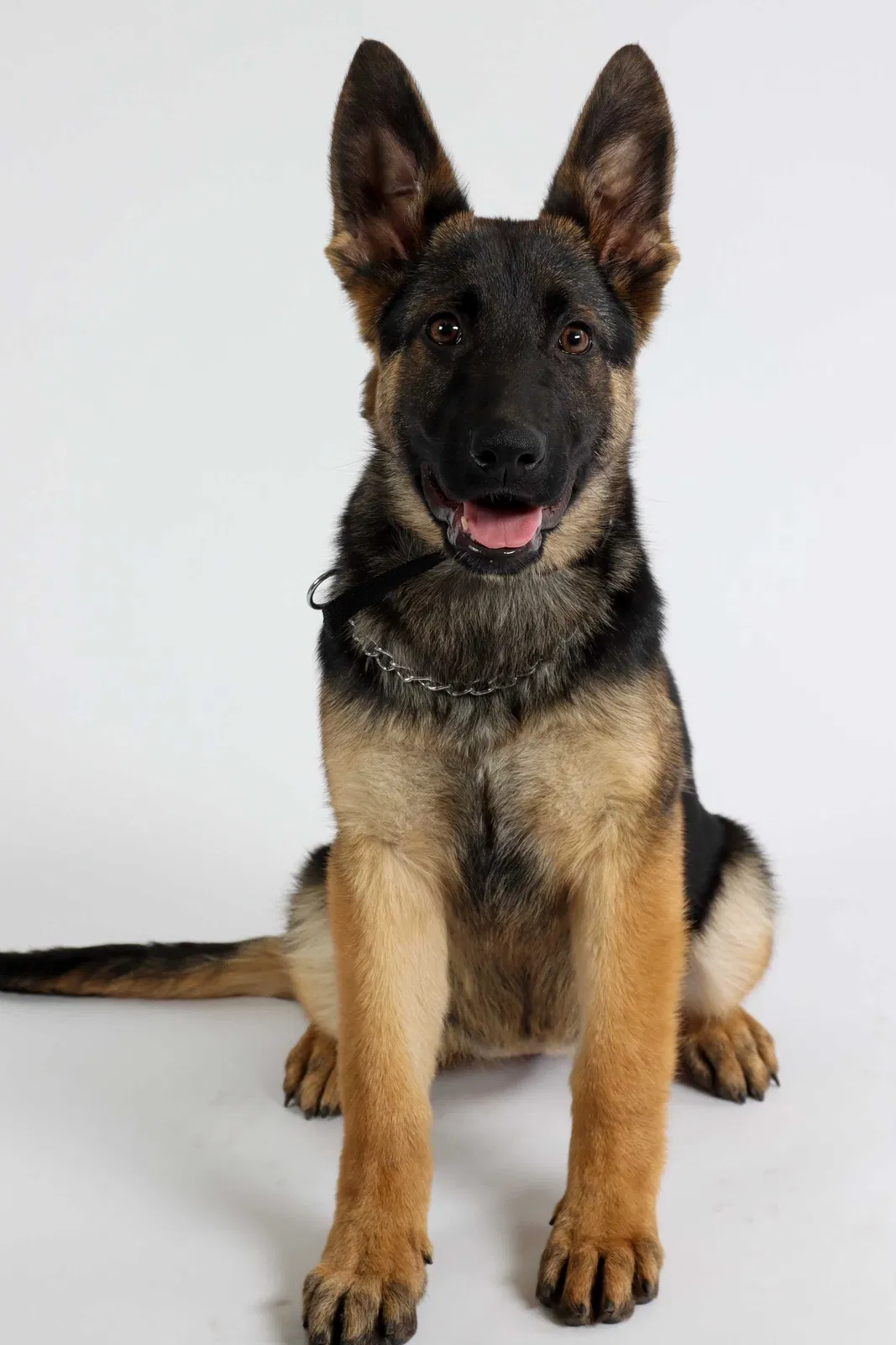 Lost dog in Colton, CA, 92324