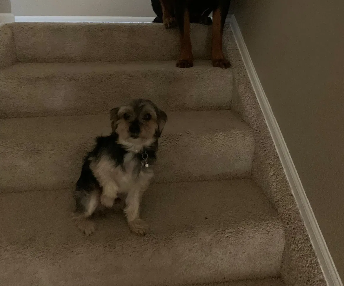 Lost dog in Denver, CO, 80204