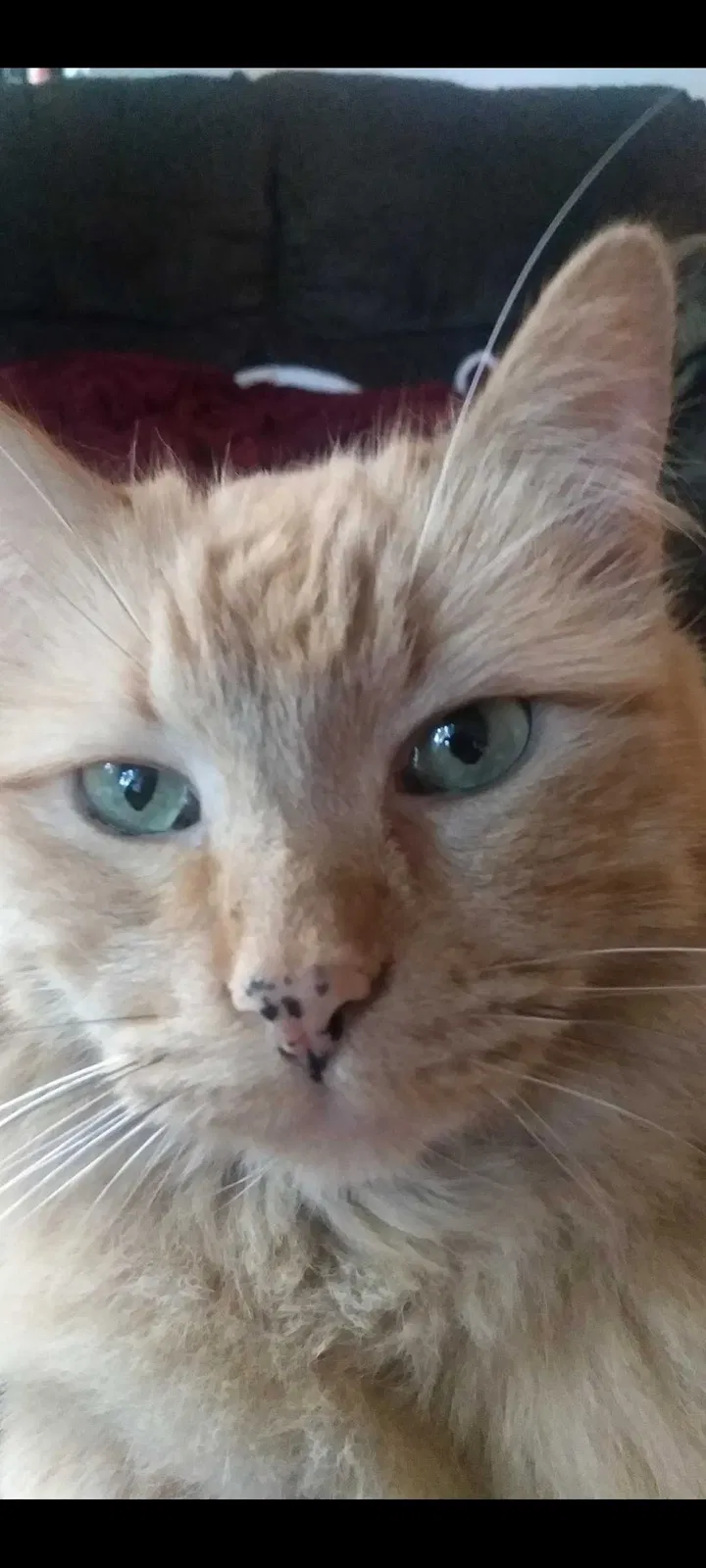 Lost cat in Uvalde, TX, 78801