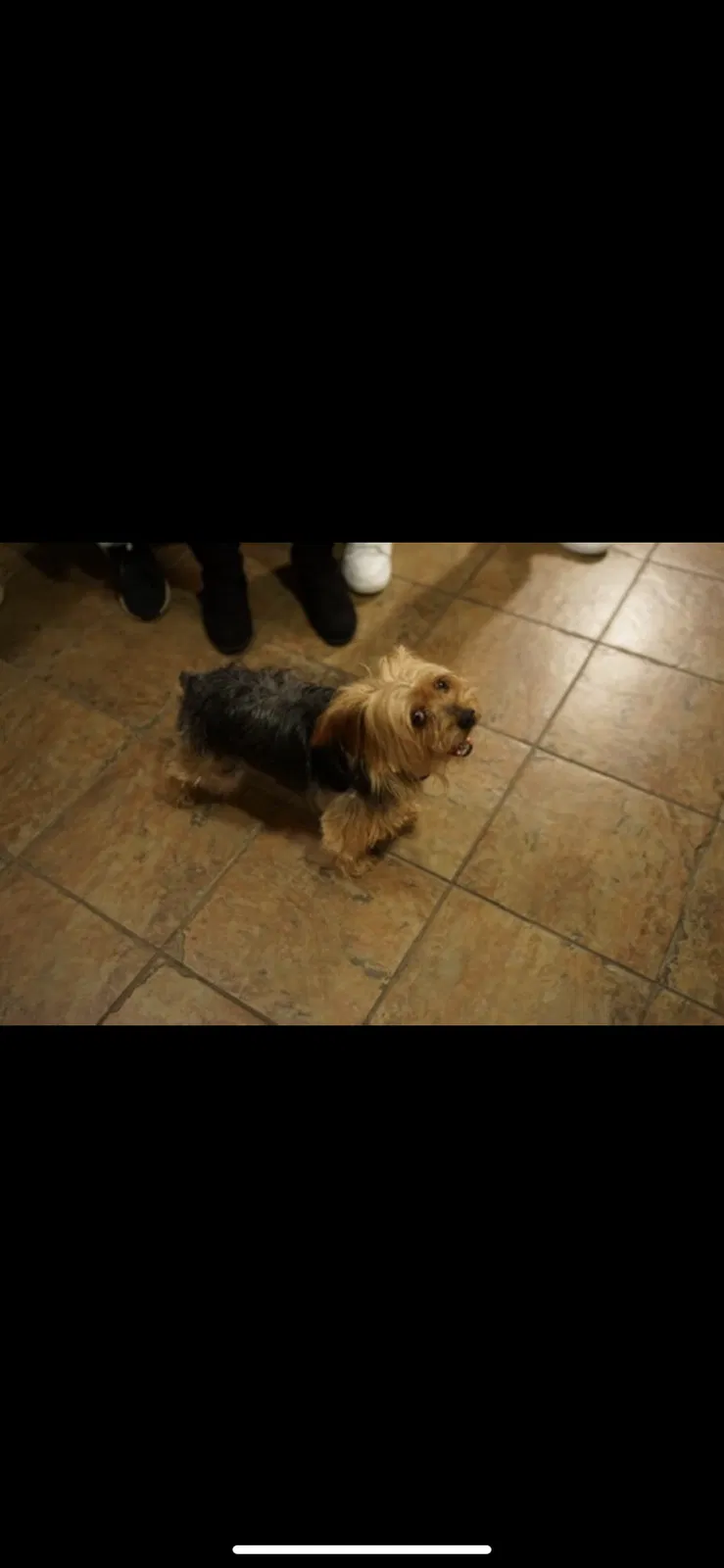 Lost dog in Moreno Valley, CA, 92551