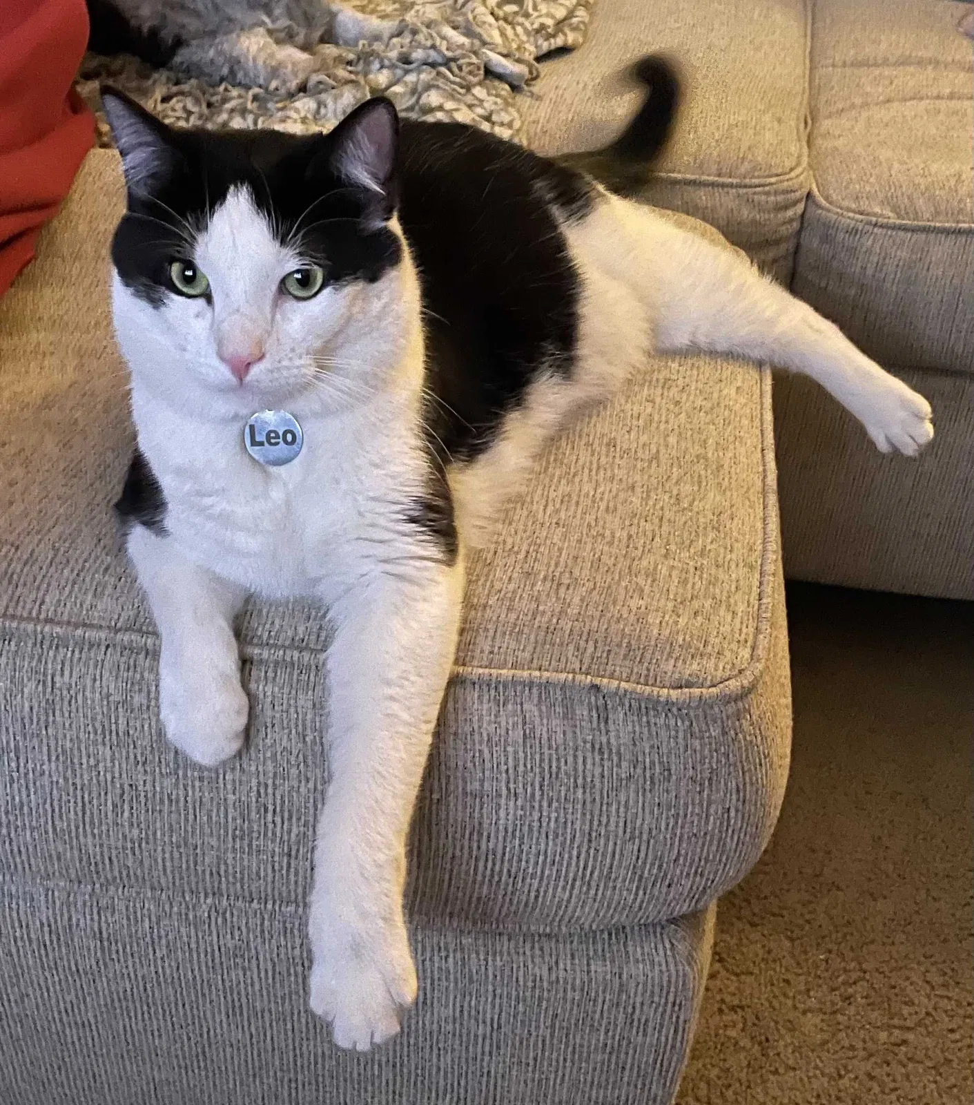 Lost cat in Yukon, OK, 73099