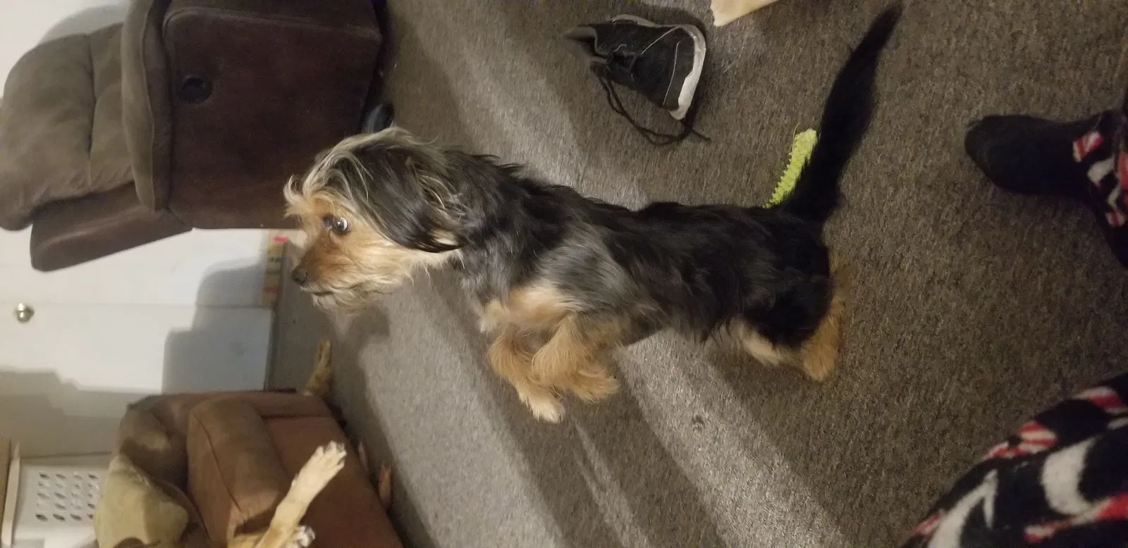 Lost dog in Oneida, TN, 37841